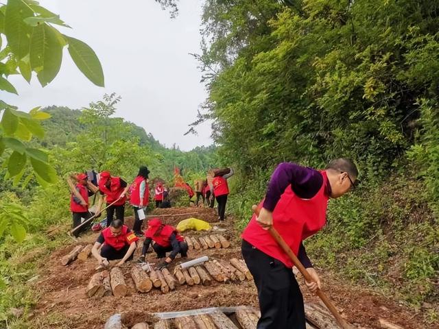 广元昭化：林下有“道” 妙计生“金”