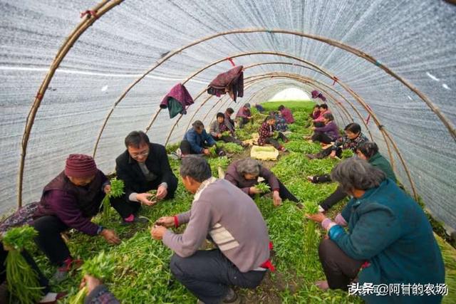 时蔬贵族——芦蒿养成记：卖菜未尝菜滋味，菜农的丰收与“小气”