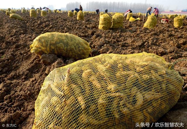 地黄虽好，但是种植前这4点需要搞清，不然赔了夫人又折兵