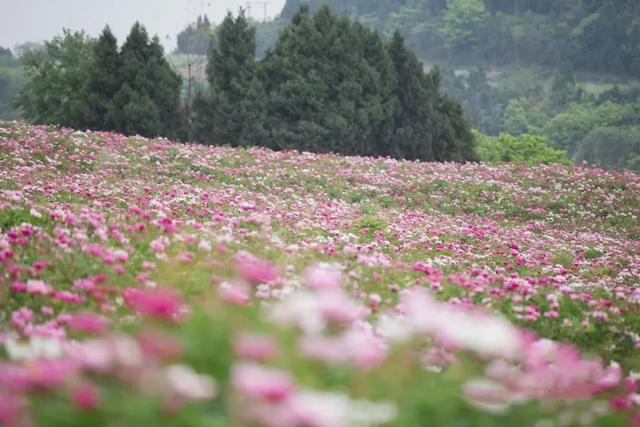 四川这座小城，藏着全国最大片的芍药花，即将进入观赏期