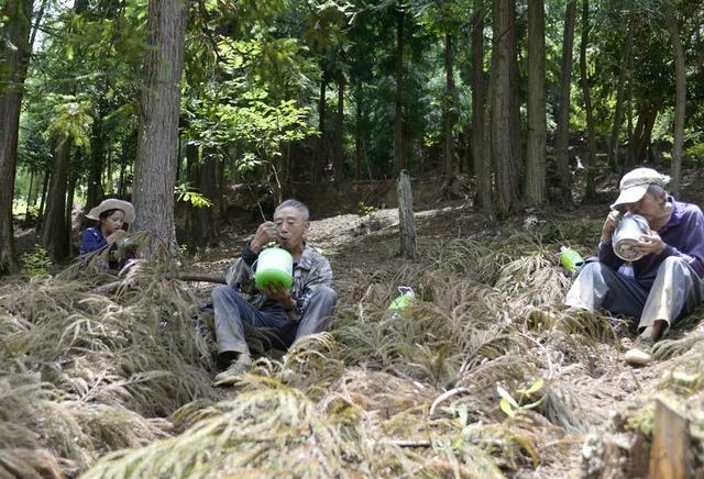 贵州大方：中药材种植让“绿色不动产”变“绿色提款机”