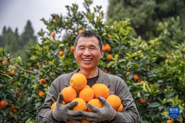 重庆奉节：脐橙进入收获季 转型升级促增收