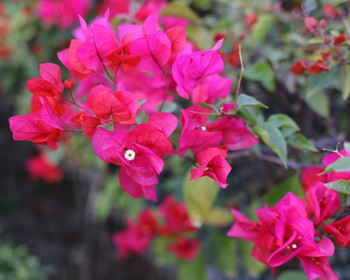 叶子花怎么种植