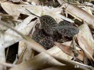 金线莲种植方法简要介绍(金线莲，你的家庭园艺好帮手)