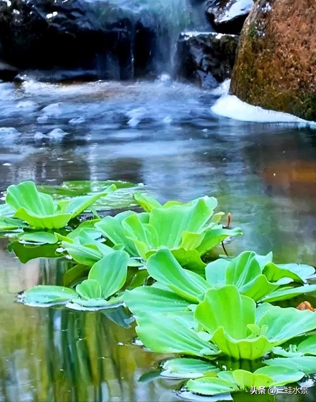 推荐适合池塘种的16种植物