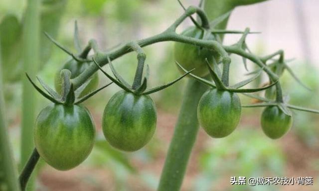 秋茬茄果蔬菜初果期巧管理，苗棵壮、结果多、膨果快、产量高