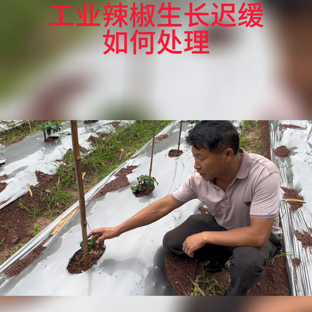 工业辣椒种植管理