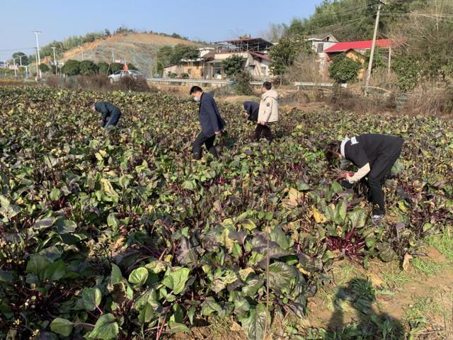 要想红菜苔吃起来不苦，需要注意4个问题，快分享给家人朋友