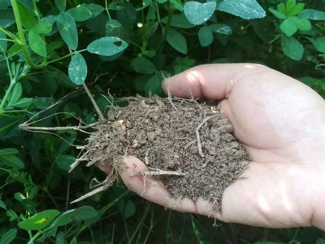 果园种植绿肥很重要，没有条件没关系，沤点花生麸淋一淋也很好