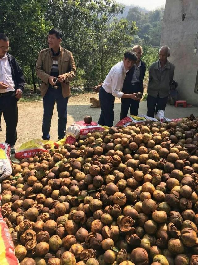 油茶树种植技术及管理须知