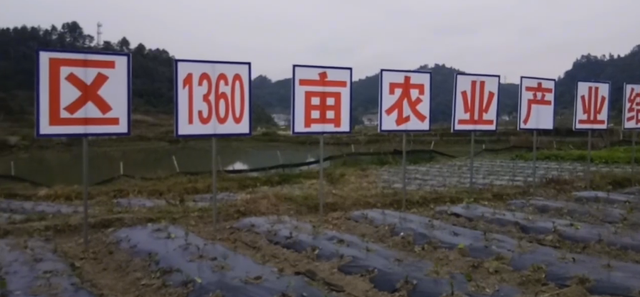 200万蔬菜基地1万甩卖都没人要，种植大户狂喊救命