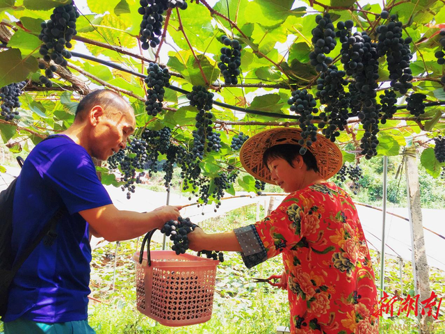 吉首市铁岩村的高山刺葡萄熟了