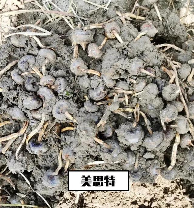 广西荸荠测产结果来啦！这样种，又大又甜，产量还高