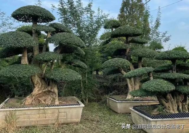 庭院常用高档植物—对节白蜡