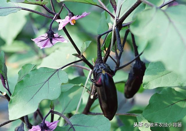 秋茬茄果蔬菜初果期巧管理，苗棵壮、结果多、膨果快、产量高