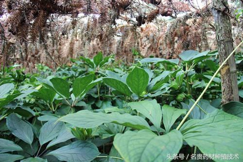 重楼种植核心技术，这几点要牢记，才能增产增收