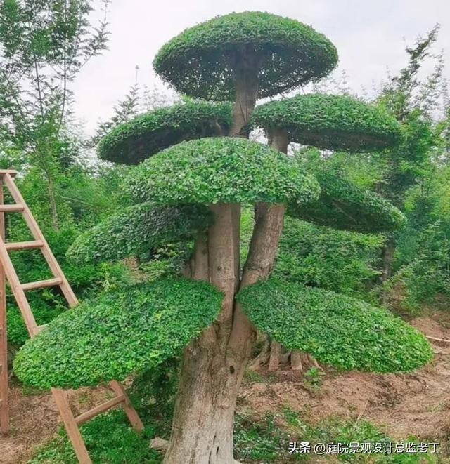 庭院常用高档植物—对节白蜡