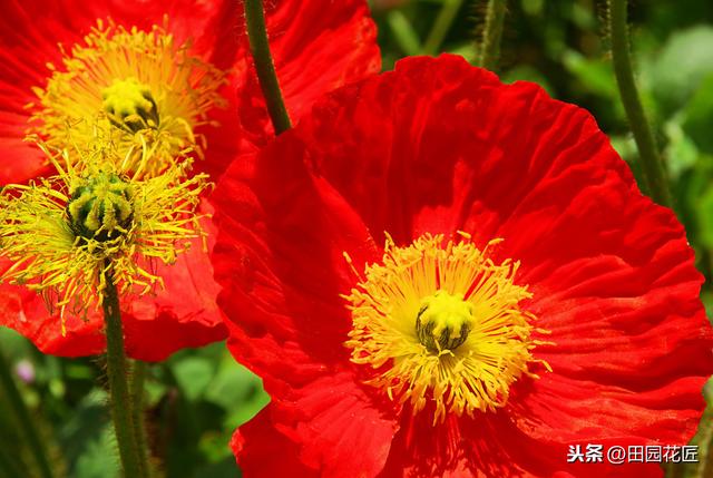 虞美人，总是容易死株？养护知识掌握好，植株健壮，花量繁多