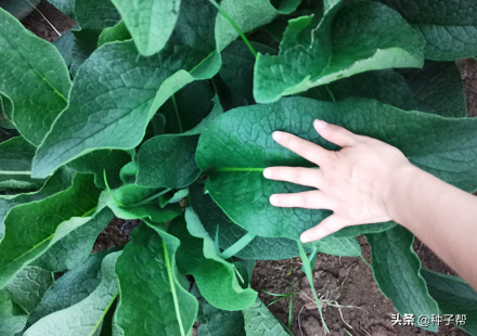 俄罗斯饲料菜亲自种植经历！看我是怎么种的？怎么才能产量达30吨