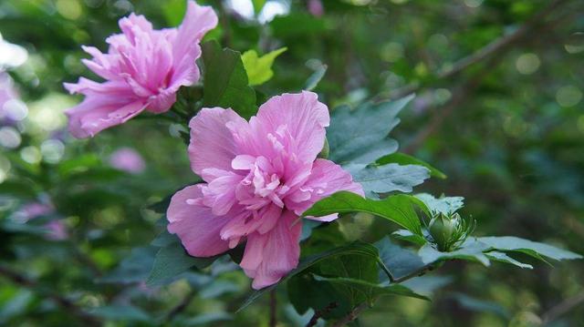 养盆真正的木槿花，花期长达200天，轻轻松松就爆盆