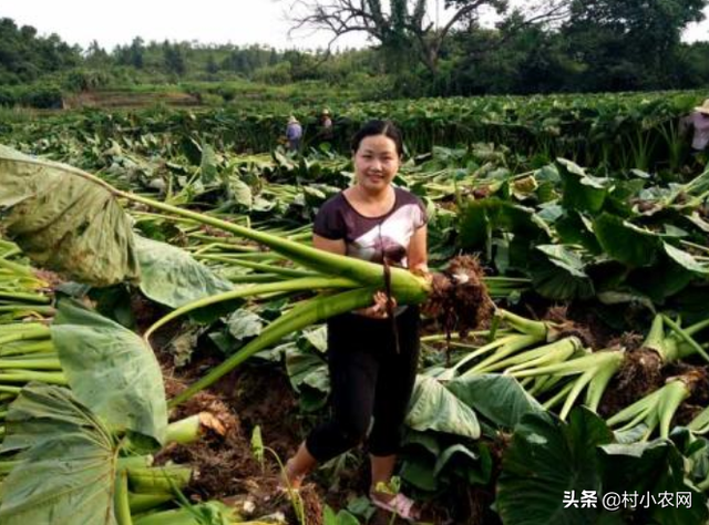 农村种芋头很赚钱，超市大个芋头能卖20多，想高产看完这篇就够了