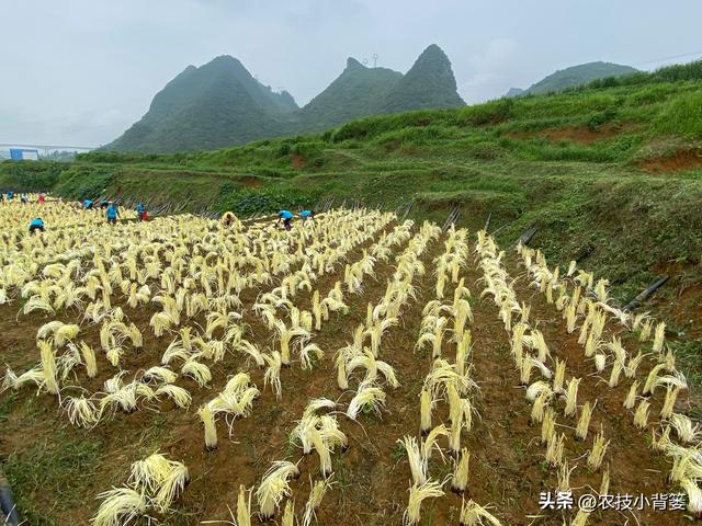 韭黄是怎么种植出来的？韭黄有哪些种植技巧和管理技术要点？