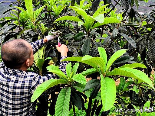 当下枇杷栽植季节，幼苗栽植到挂果树全套技术，提高成活率与产量