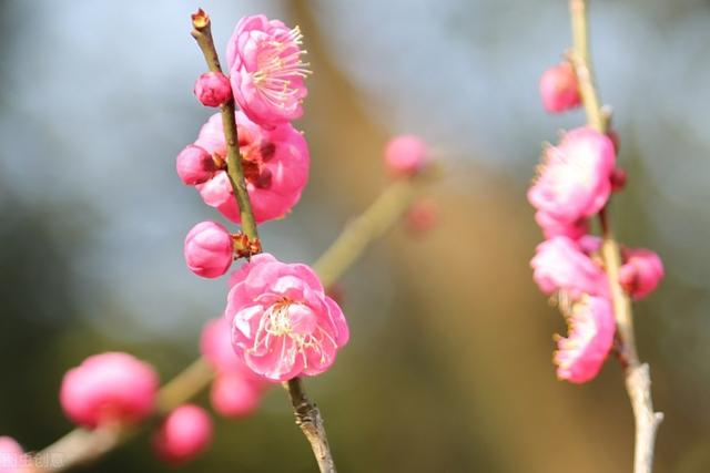 关于腊梅为冬春园景花木，有浓烈芳香，腊梅的栽培管理你了解吗？