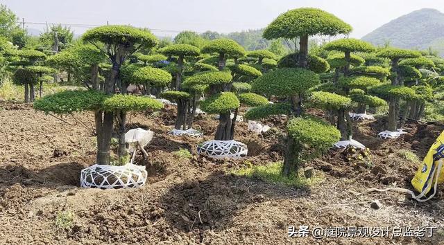 庭院常用高档植物—对节白蜡