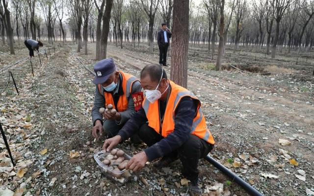 赤松茸、平菇陆续上市 顺义食用菌每日供应量达5000公斤