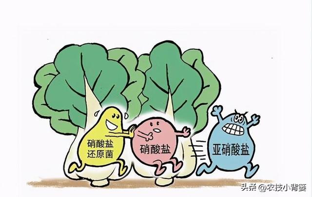 种植速生绿叶蔬菜施肥要谨慎，避免亚硝酸盐含量过高危害饮食安全