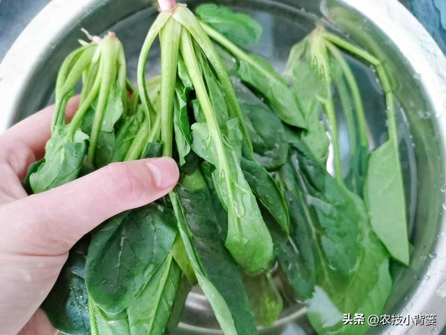 种植速生绿叶蔬菜施肥要谨慎，避免亚硝酸盐含量过高危害饮食安全