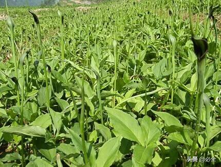 中草药植物种植前景好，你可知道这些中药材种植效益这么高？