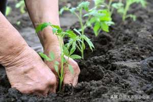 我国种植番茄(从播种到采收，手把手教你种植高产优质的西红柿)