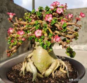 玫瑰花种子种植时间(嫌沙漠玫瑰扦插难？学习播种繁殖，让你迅速变成沙漠玫瑰大户)