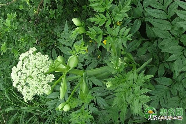 柴胡种植管理技巧：从土壤准备到苗木生长阶段的全面指南