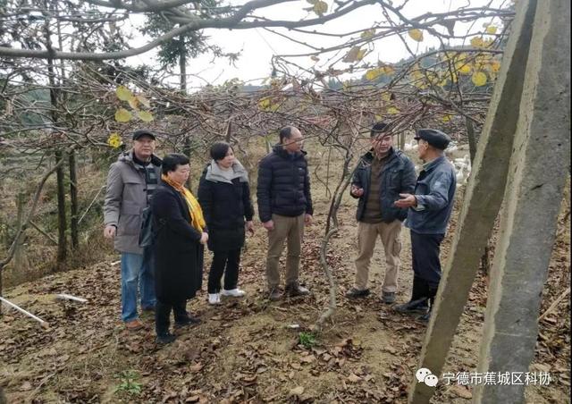 福建宁德蕉城区科协选派科技特派员深入乡村开展猕猴桃冬季果园管理技术指导