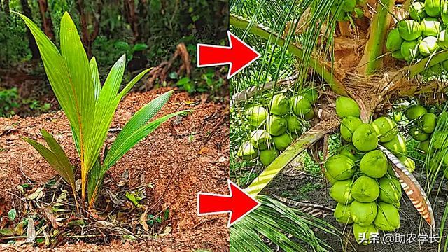 椰子树是怎么种植出来的？种植几年可以结果呢？看完涨知识