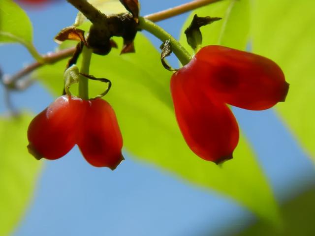 杈杷果，爱心小野果