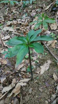 重楼种植种子(重楼药用资源、怎样滇重楼种子出苗率？)