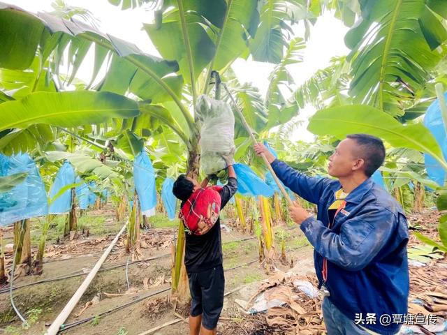 覃塘姚山好“丰”景 “蕉”香满园助民富