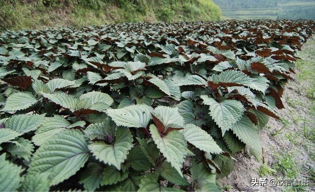 为什么大多数野菜都无法大规模种植？