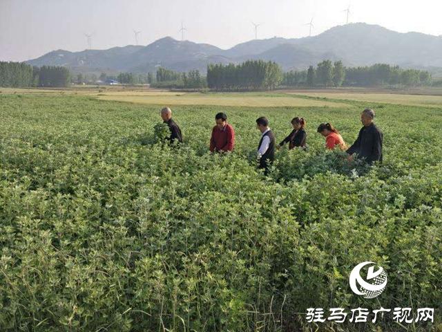 泌阳：“种草”也能发家 走上致富路