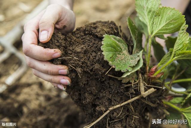 想要种植枸杞么？一次给你说清楚枸杞种植技术的七大步骤