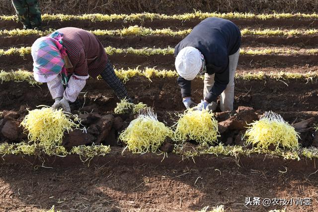 韭黄是怎么种植出来的？韭黄有哪些种植技巧和管理技术要点？