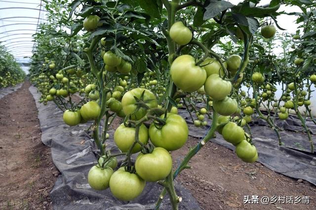 种植蔬菜学会巧施四肥，长势茂盛，瓜果满架，产量自然高