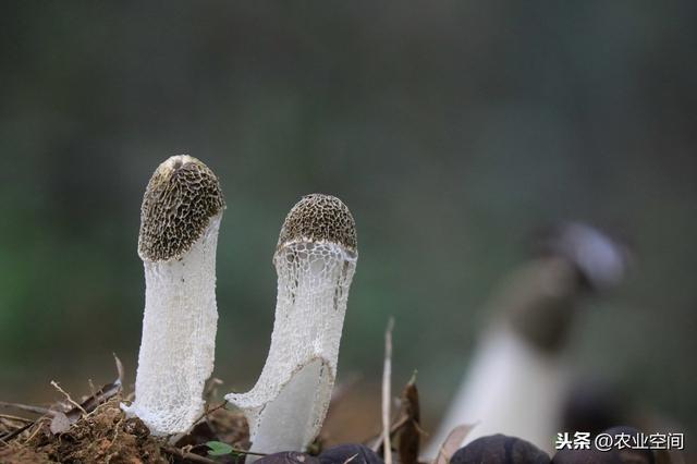 竹荪种植取得高产还真是不容易，但一定有方法，竹荪高产栽培技术