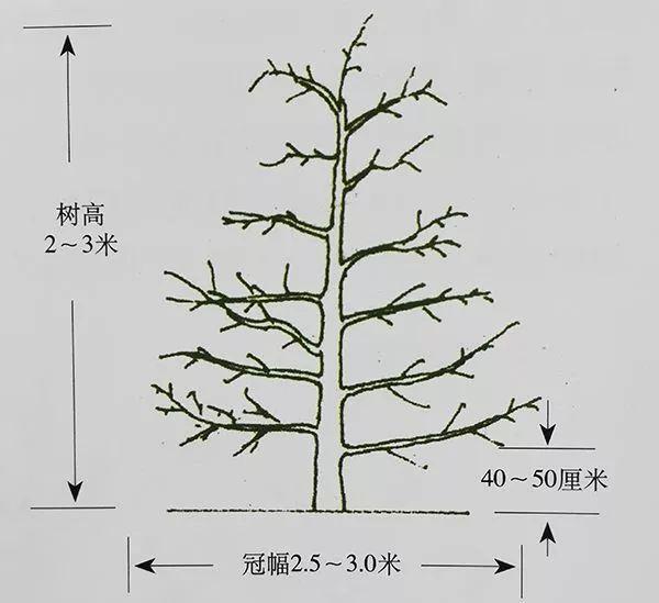 很全面的苹果双矮化种植方案，建议收藏