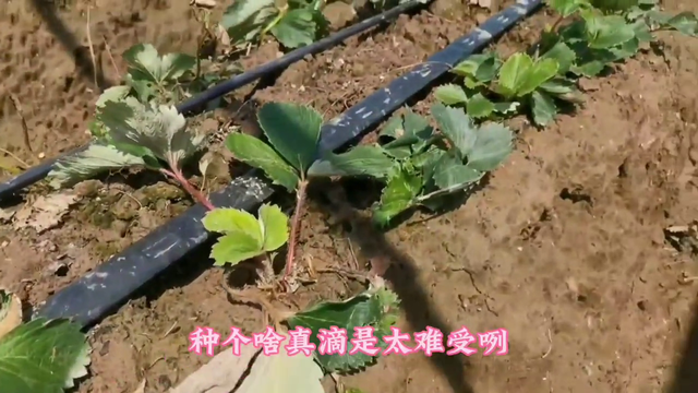 土壤种植难#农业种植要想轻松种植，先解决土壤问题