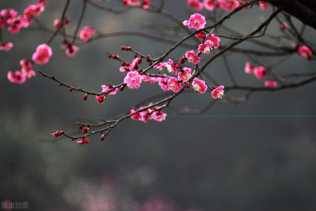 关于腊梅为冬春园景花木，有浓烈芳香，腊梅的栽培管理你了解吗？